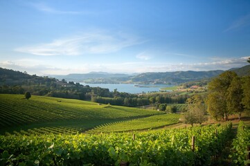 Naklejka premium Stunning panorama of vineyards stretching across the valley