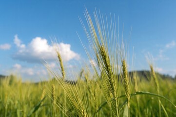 Close-up vertical view of a green wheat field under a clear blue sky