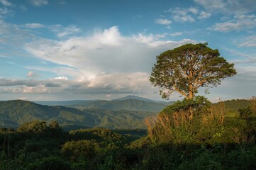 Fototapeta premium Vegetation in the northern region of the country. Agricultural research center in a mountainous area.