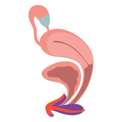 Detailed anatomical illustration of the female reproductive and urinary system. Includes uterus, bladder, vagina, and surrounding structures. Colorful and educational.