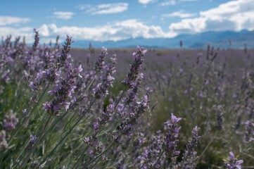 Obraz premium Close-up of lavender blossoms in a herbal plant field