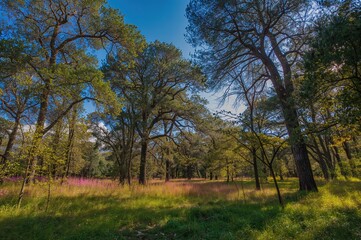 Obraz premium Sunny day in a wooded area located in the central region of the country