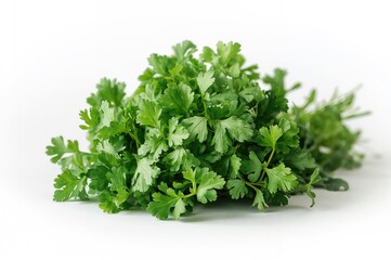 Fototapeta premium Isolated fresh cilantro leaves on a plain backdrop