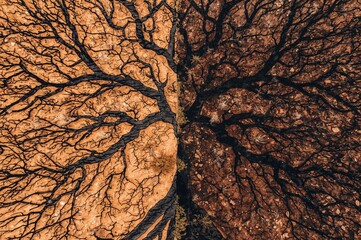 Abstract aerial desert photography inspired by Pollock, showcasing a symbolic tree of duality in contemporary art