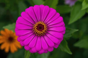 A bright pink zinnia blossom fully opened, displaying its strikingly layered petals in a perfect round shape.