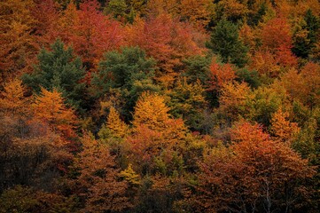 The intricate designs of golden foliage in a woodland setting during fall present a captivating showcase of natural splendor, with vivid oranges merging seamlessly with crimson tones