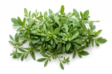 Obraz premium Top view of fresh oregano leaves on a white backdrop