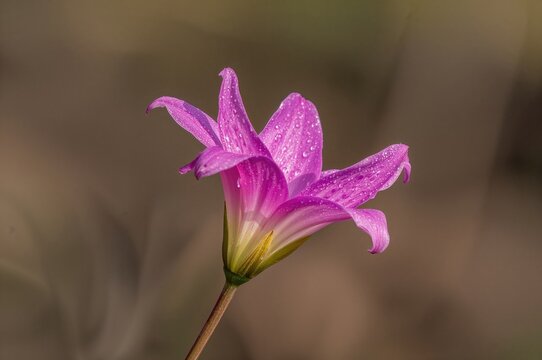 Beautiful pink flower known as fairy lily and rainflower
