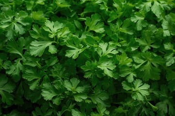 Newly Harvested Cilantro from Southeast Asia