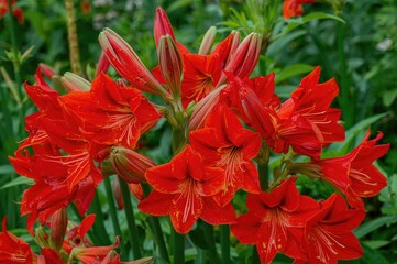 Fototapeta premium Cluster Amaryllis Flower Display