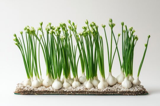 Organic garlic chives grown in a herb garden isolated against a clear backdrop