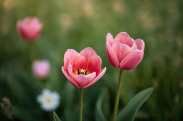 Fototapeta premium Beautiful pink Siam tulips against a soft green backdrop