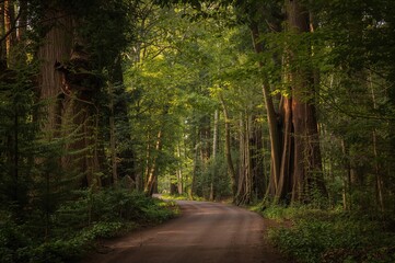 Obraz premium Trail through dense woodland with towering trees
