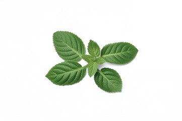 Obraz premium Green oregano sprigs isolated on a white surface