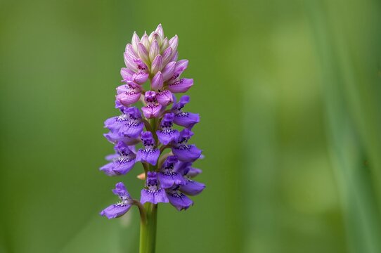 Wild Ophrys sphegodes orchids, also called bee orchid, wasp orchid, and passiontide orchid, photographed with a lush green background.