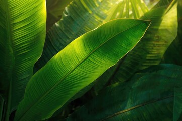 Fototapeta premium Textures and backgrounds featuring green banana leaf patterns