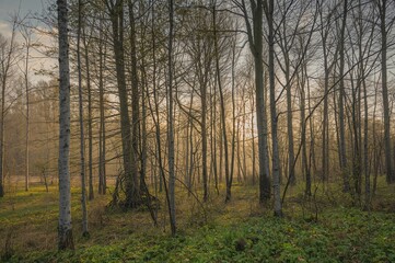 Obraz premium Gray trees and forest during early spring