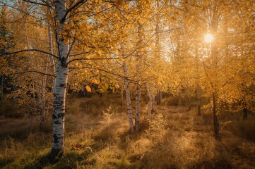 Fototapeta premium Vintage-style depiction of a sun-drenched birch forest in autumn with glowing golden foliage