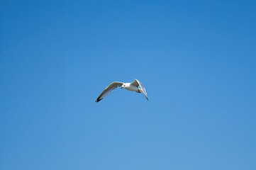Fototapeta premium Seagull soaring against a clear blue background