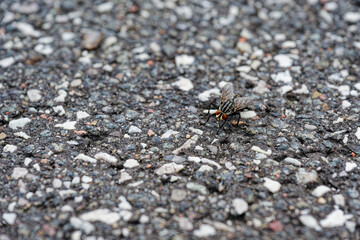 Close view of fly on asphalt with vivid red eyes in good camouflage