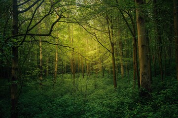 Naklejka premium Lush forest scenery with wooden textures and leafy patterns