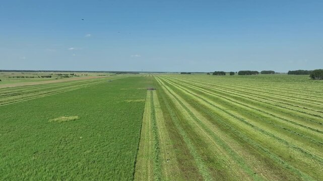 Top view of a combine harvester collecting crops. 