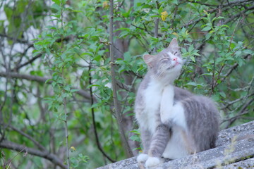 Obraz premium Gray and white cat sitting on a stone wall, scratching its ear while surrounded by lush green foliage, showcasing a serene moment in nature