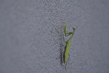 Green praying mantis