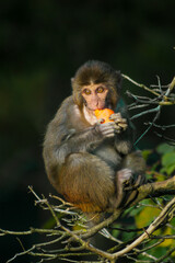 Jrjne macaque rhésus mangeant une carotte