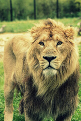 Lion d’Asie et sa fourrure dans le vent