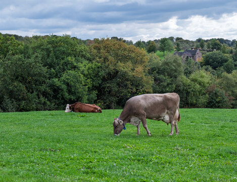 american brown swiss cow grazing