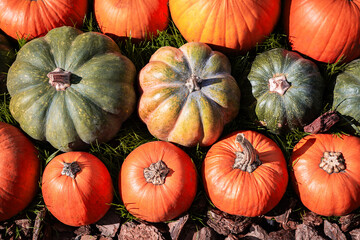 Heap of organic ripe fresh pumpkins lying on the grass. Market trading and fair of agricultural products. Background for Halloween, Thanksgiving Day. Harvesting. Sale. Top view. 
