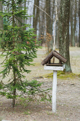 Rustic bird feeder stands beneath a tall evergreen tree in a serene forest setting during early spring