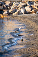 Seagull sea bird on beach or rocks in Collioure, France