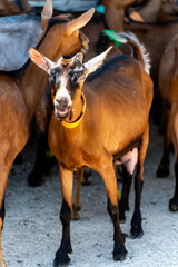 Cheese making process on goat farm, Rocamadour soft goat AOC cheese with soft rind produced on farm in Perigord and Quercy departement Lot, France, farm visit, goats walking outdoor