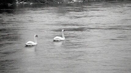 Two swans on water