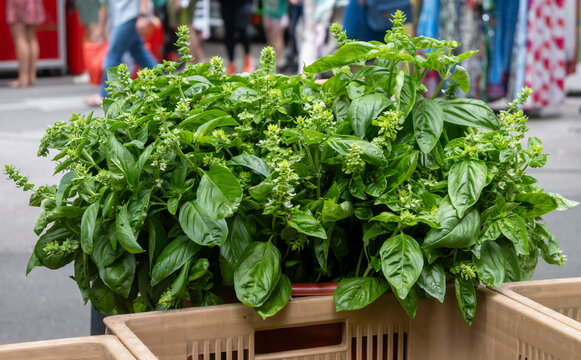 Green bunches of fresh green aromatic basil kitchen herb in backet on food market in Toulouse, France