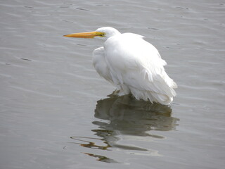 An egret washes herself 