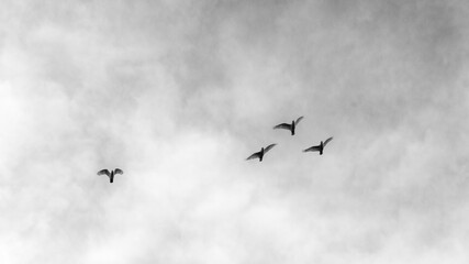 flock of birds in the sky