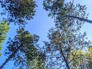 Obraz premium Upward view of pine trees forming a canopy against blue sky, ideal for eco visuals, relaxation, and nature projects.
