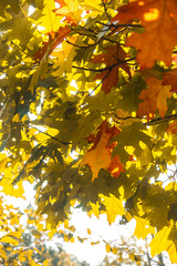 autumn leaves in the sun