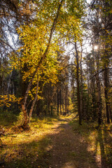 Fototapeta premium Hiking in the Canadian forest in Autumn 