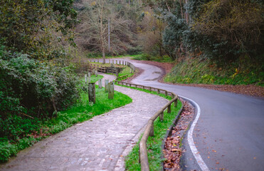 A tranquil, scenic outdoor shot featuring two winding paths leading through a lush green forest in the autumn or late fall