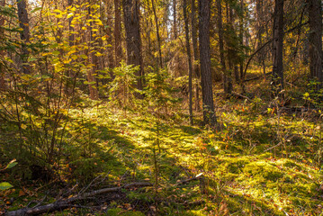 Hiking in the Canadian forest in Autumn 