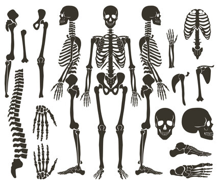 Detailed human skeleton parts for anatomy, education, medical diagrams, biology study, and science projects, perfect for learning or design use isolated on white background vector illustration