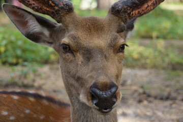 portrait of a deer