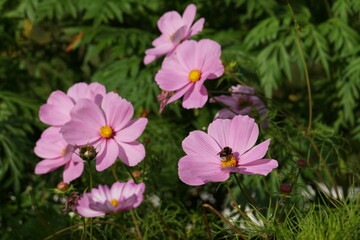 Fototapeta premium pink and white flowers
