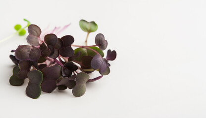 Micro greens isolated on white background, copy space, top view. Assortment of red kale baby sprouts, mockup for healthy eating and organic restaurant cooking advertisement