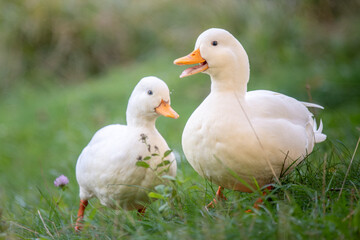 Pair of American Pekin Ducks Walking on Grass – White Domestic Ducks with Orange Beaks