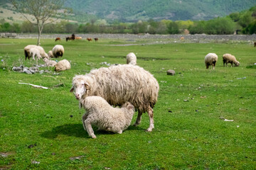 Fototapeta premium Pankisi, Georgia. 15 April 2021. Sheep with lamb on eco farm